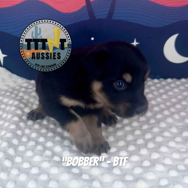 Australian Shepherd Puppies media 2