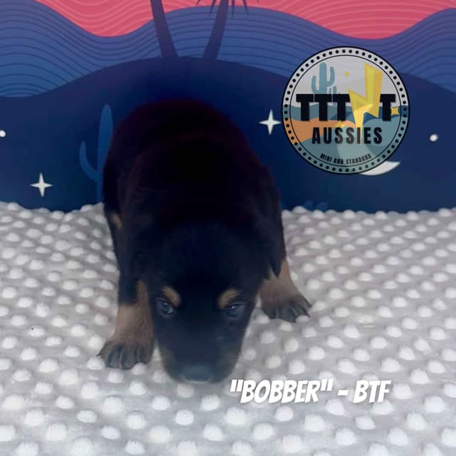 Australian Shepherd Puppies media 3