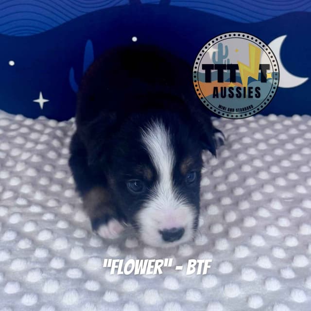 Australian Shepherd Puppies media 5