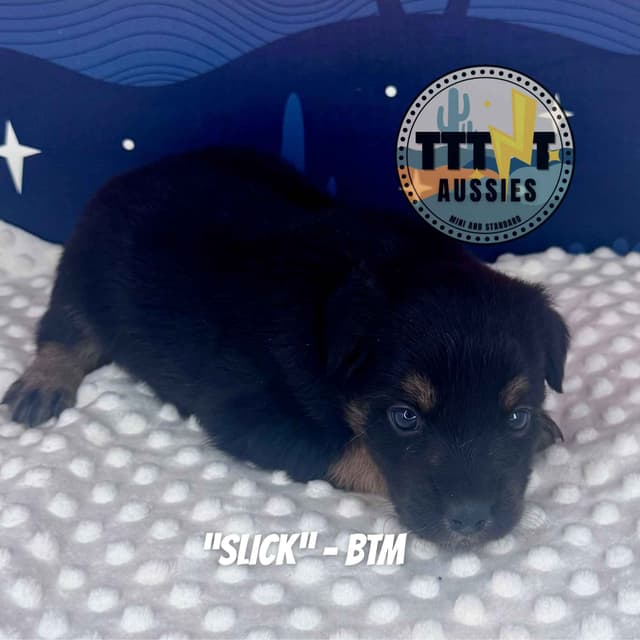 Australian Shepherd Puppies media 6