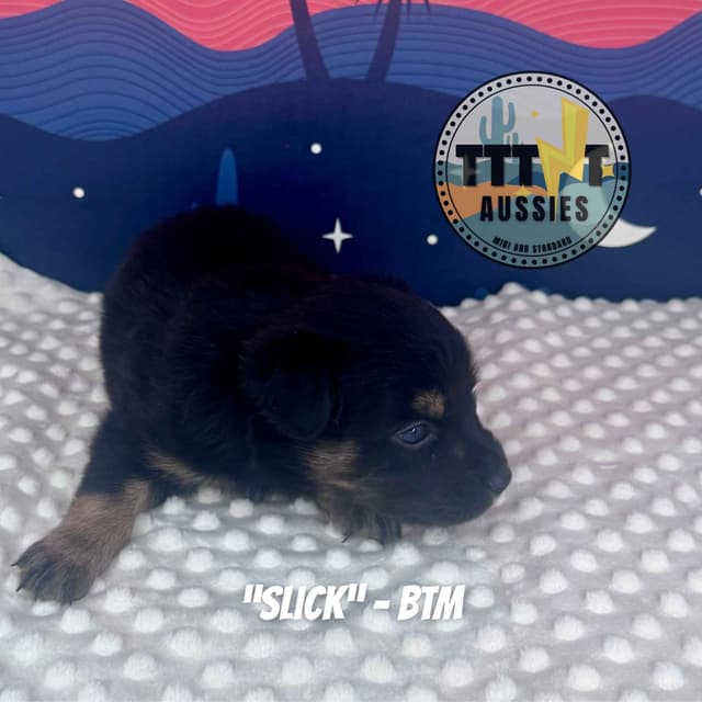 Australian Shepherd Puppies media 7