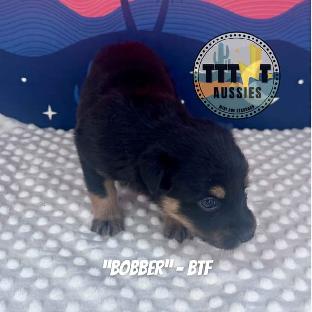 Australian Shepherd Puppies media 8