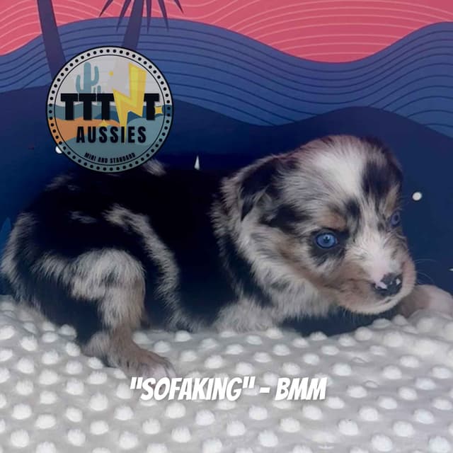 Australian Shepherd Puppies media 9