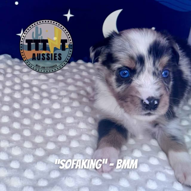 Australian Shepherd Puppies media 10