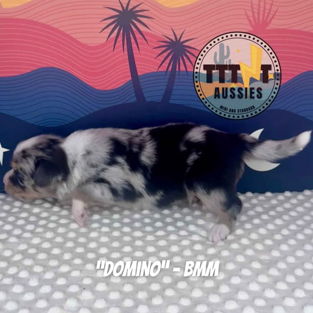 Australian Shepherd Puppies media 11