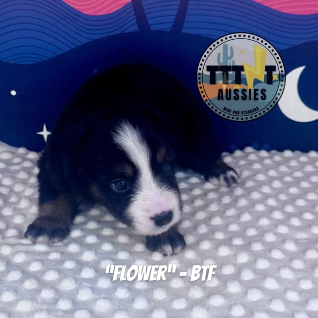 Australian Shepherd Puppies media 12