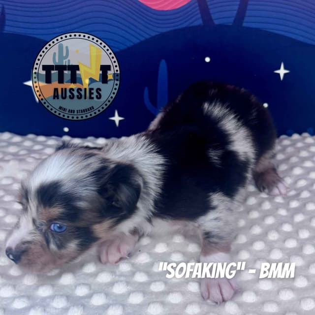 Australian Shepherd Puppies media 13