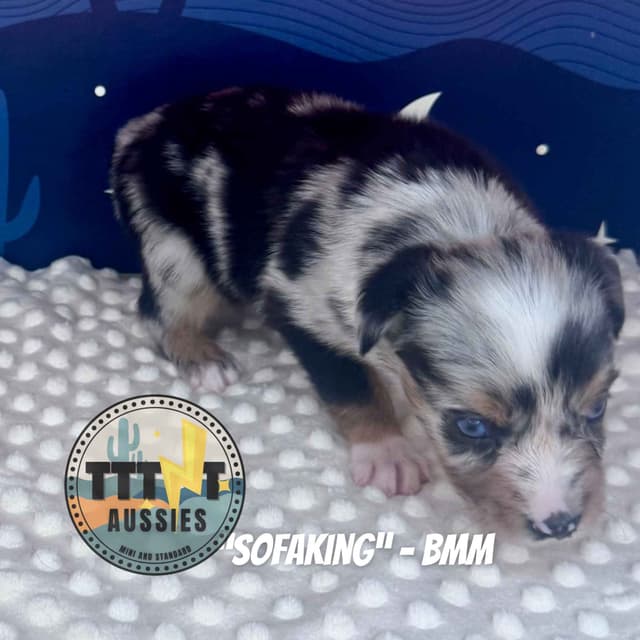 Australian Shepherd Puppies media 14