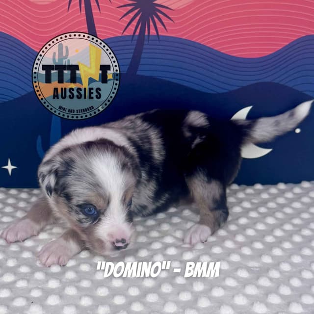 Australian Shepherd Puppies media 15