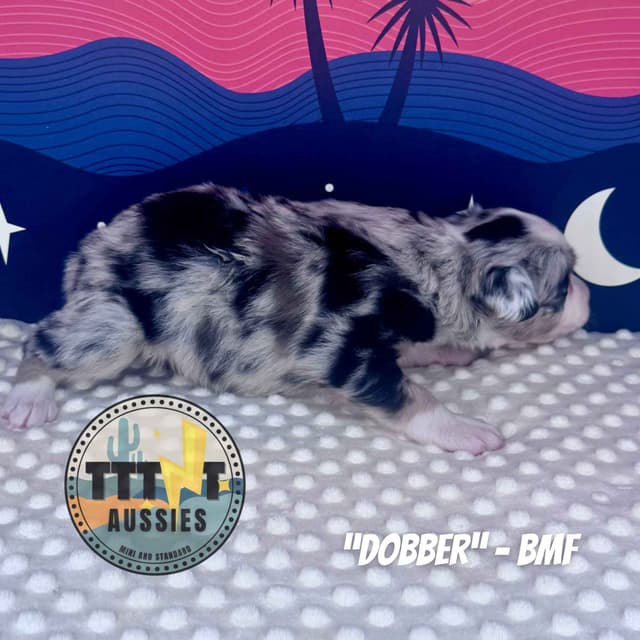 Australian Shepherd Puppies media 16