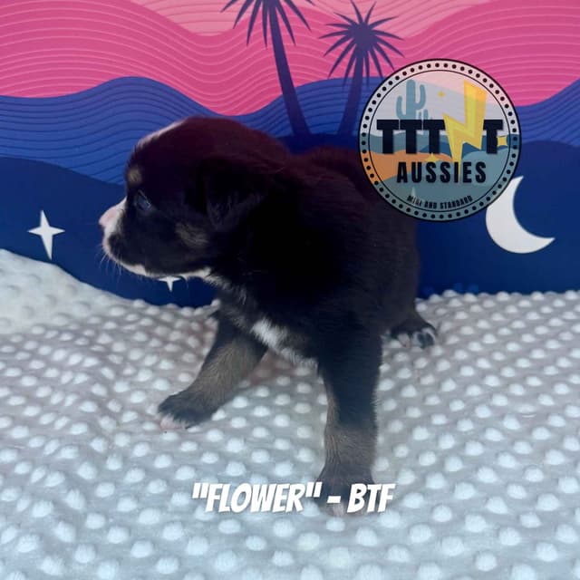 Australian Shepherd Puppies media 17