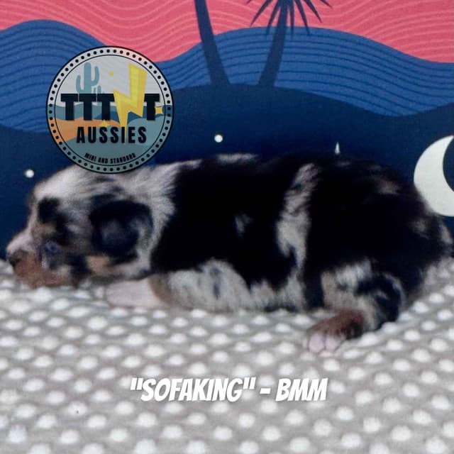 Australian Shepherd Puppies media 18