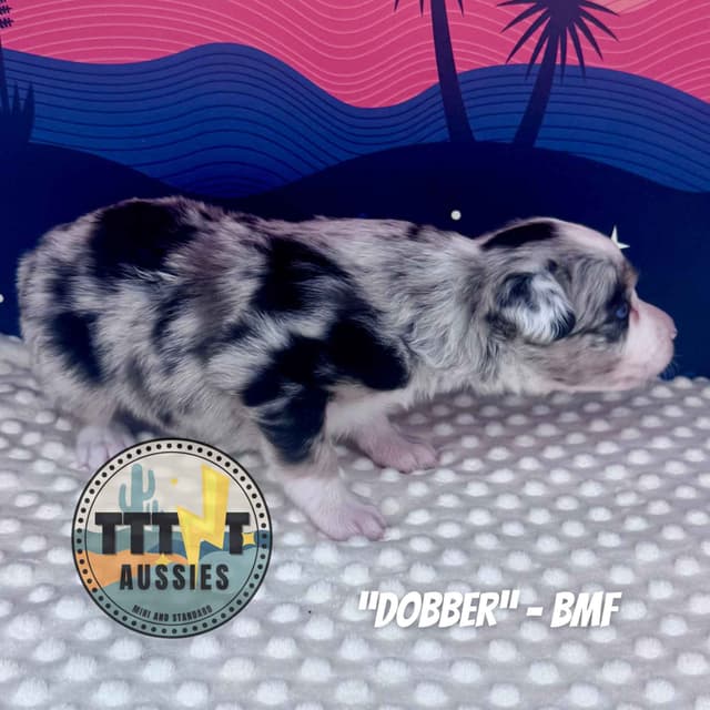 Australian Shepherd Puppies media 19