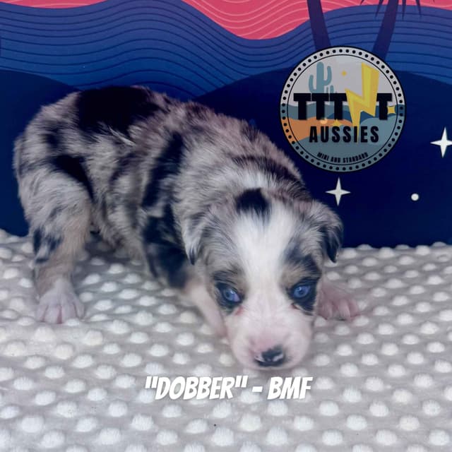 Australian Shepherd Puppies media 20