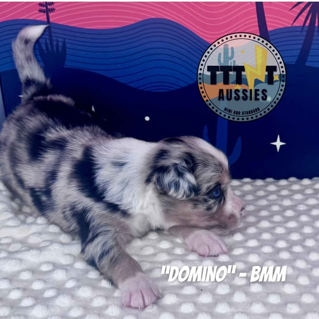 Australian Shepherd Puppies media 22