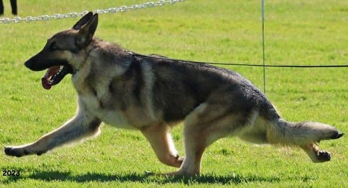 German Shepherd Dog Puppies breeder image 2