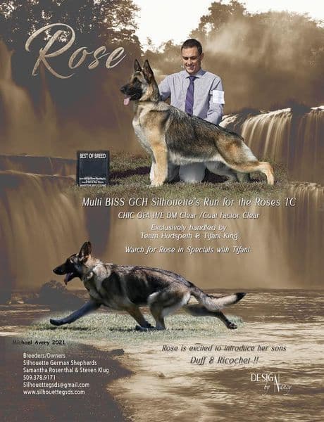 German Shepherd Dog Puppies breeder image 1