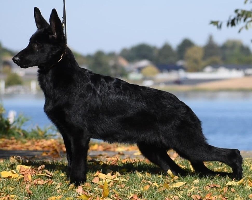 German Shepherd Dog Puppies breeder image 3