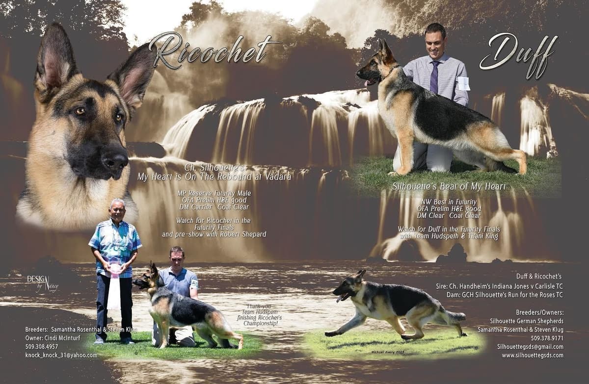 German Shepherd Dog Puppies breeder image 4