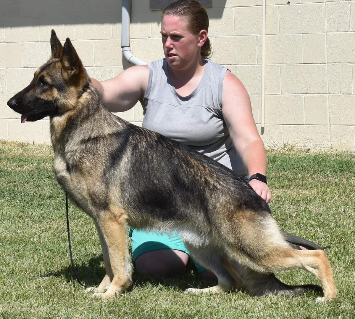 German Shepherd Dog Puppies breeder image 5