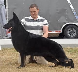 German Shepherd Dog Puppies media 5