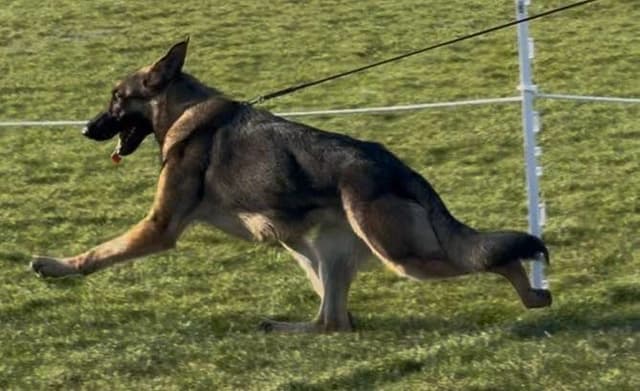 German Shepherd Dog Puppies media 6