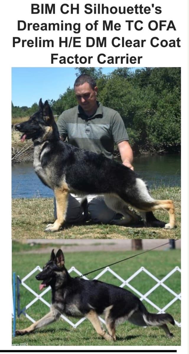 German Shepherd Dog Puppies media 3