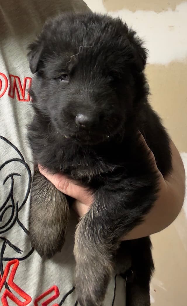 German Shepherd Dog Puppies media 4