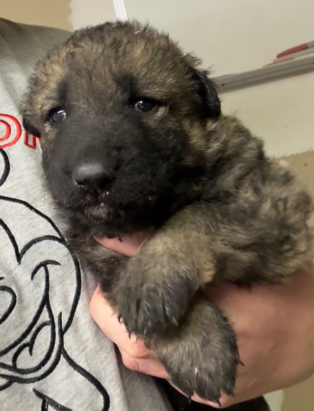 German Shepherd Dog Puppies media 5