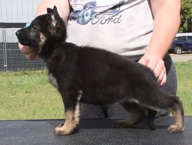 German Shepherd Dog Puppies media 2