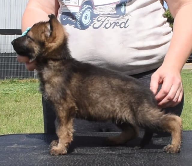 German Shepherd Dog Puppies media 3