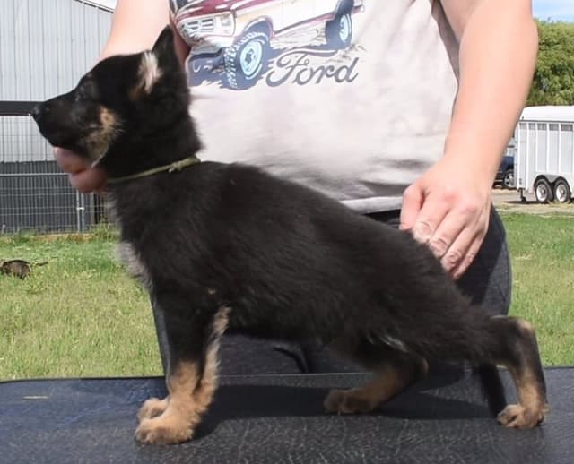 German Shepherd Dog Puppies media 4