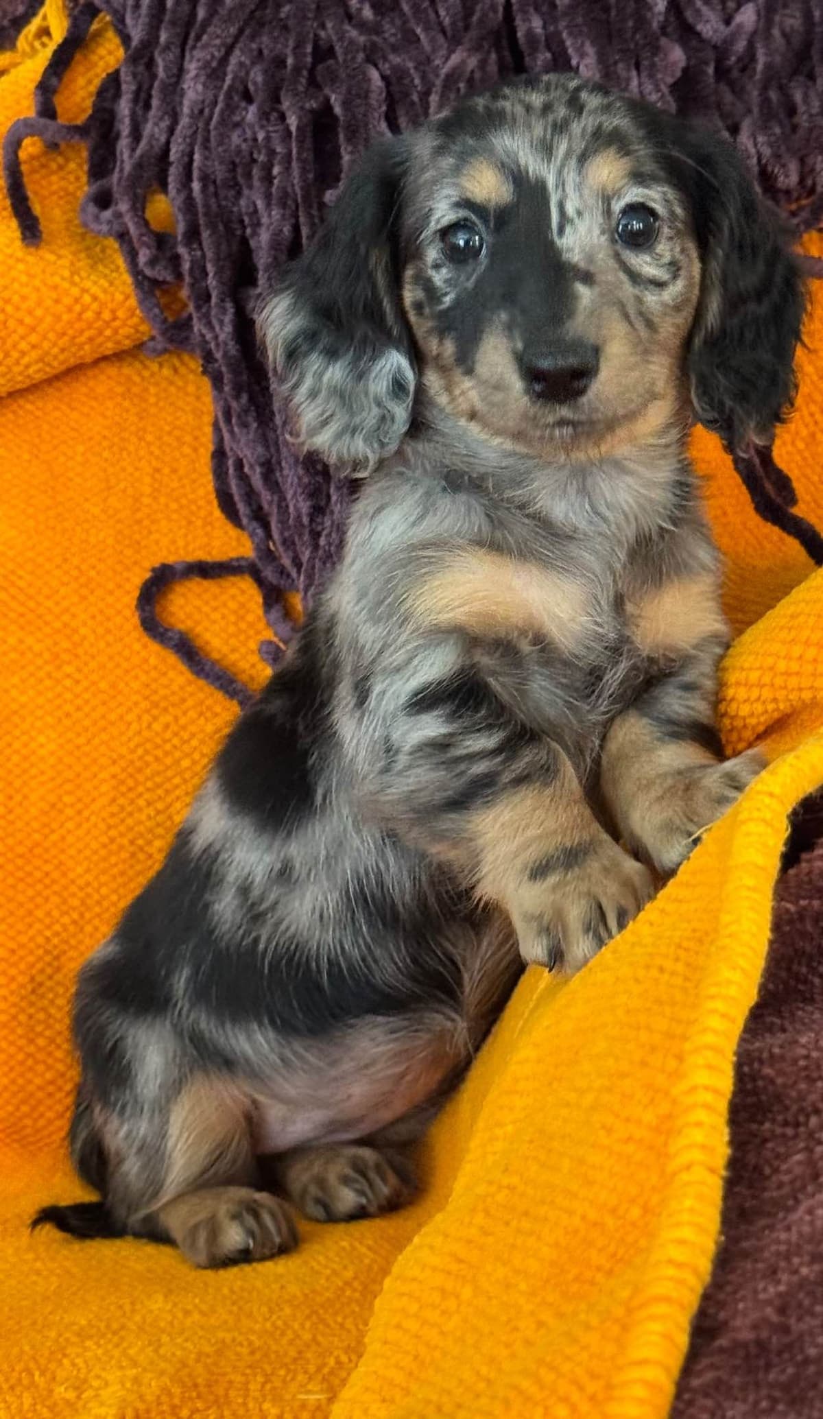 Miniature Dachshund Puppies breeder image 8