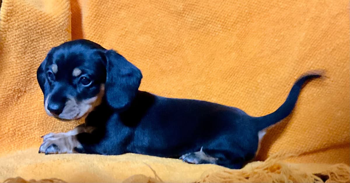 Miniature Dachshund Puppies breeder image 4