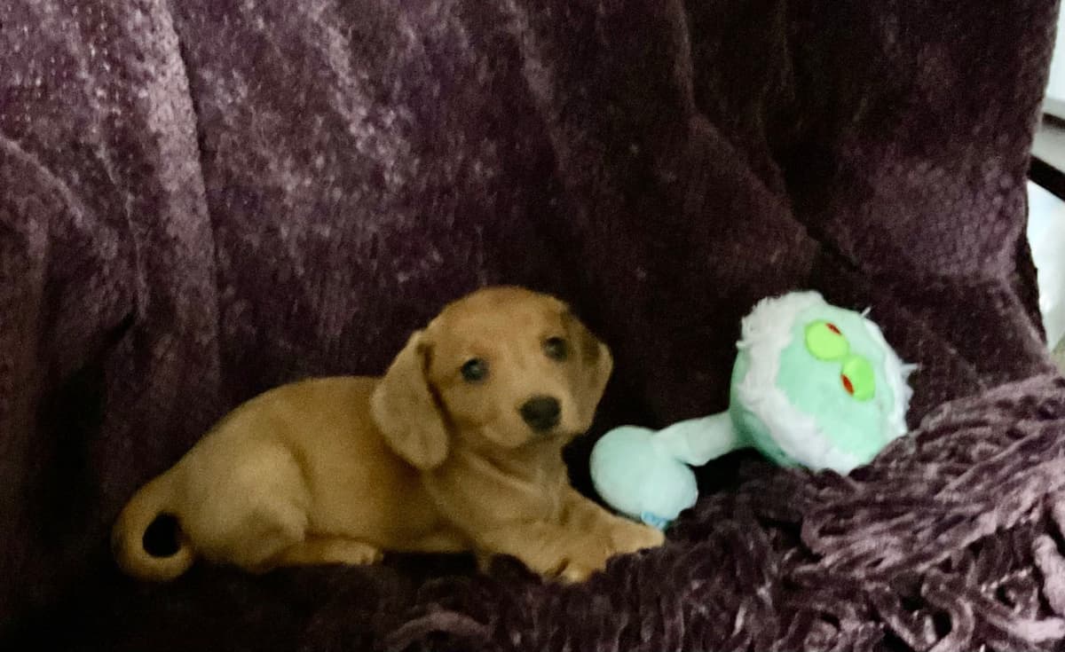 Miniature Dachshund Puppies breeder image 5