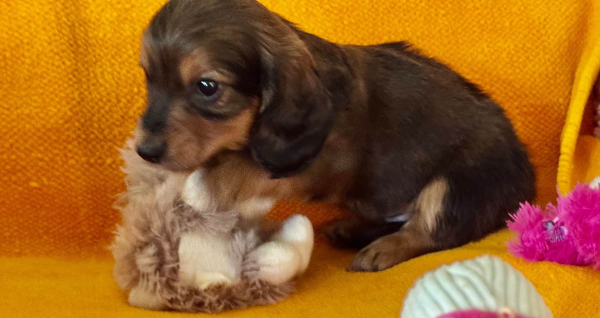 Miniature Dachshund Puppies breeder image 6
