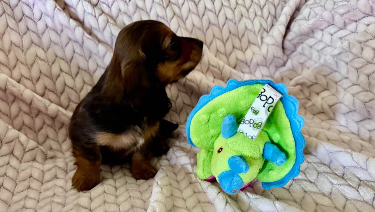 Miniature Dachshund Puppies breeder image 7
