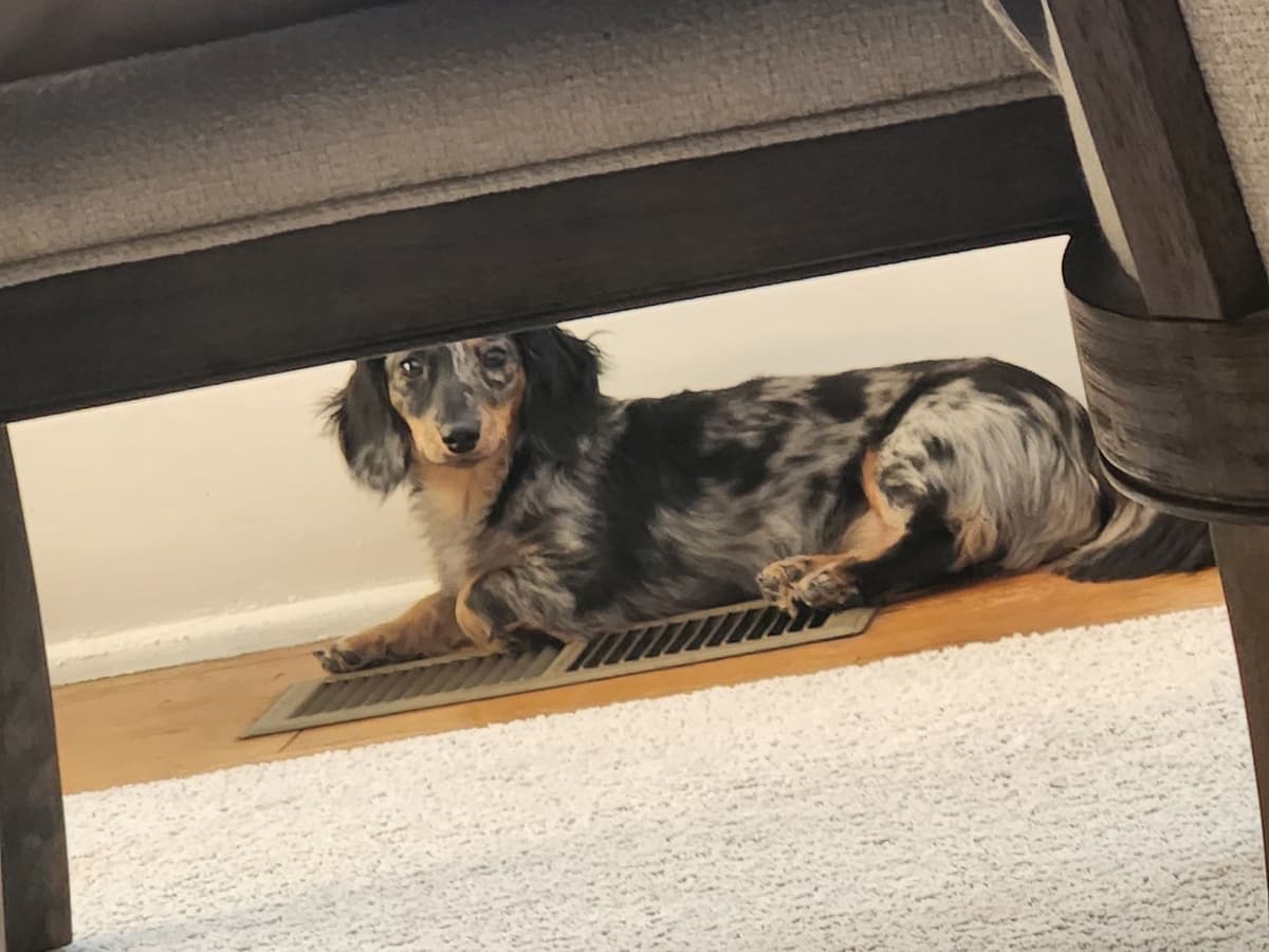 Miniature Dachshund Puppies breeder image 9