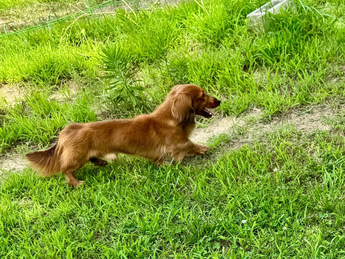 Miniature Dachshund Puppies breeder image 11