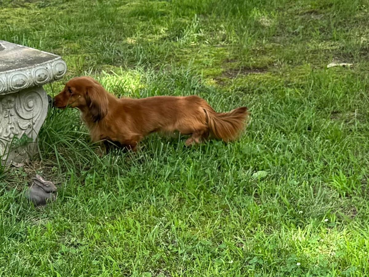 Miniature Dachshund Puppies breeder image 10