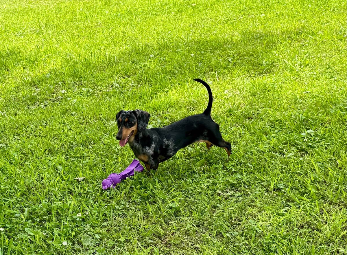 Miniature Dachshund Puppies breeder image 12