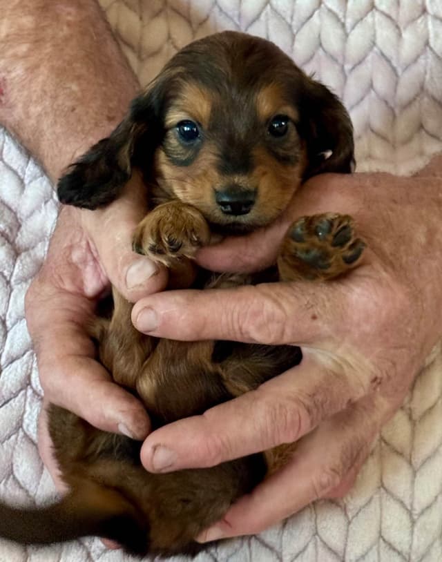 Miniature Dachshund Puppies media 2