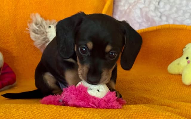 Miniature Dachshund Puppies media 9