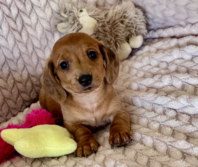 Miniature Dachshund Puppies media 6
