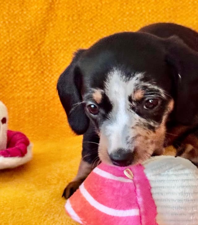 Miniature Dachshund Puppies media 10