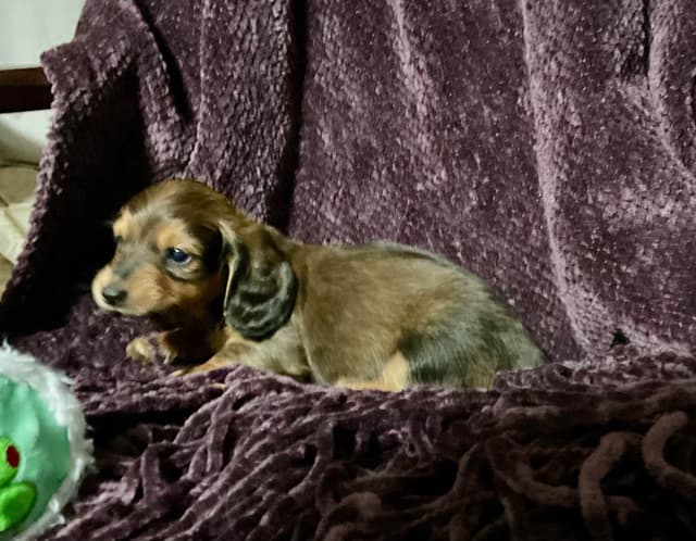 Miniature Dachshund Puppies media 5
