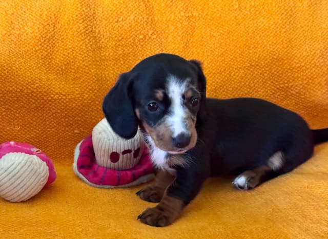 Miniature Dachshund Puppies media 12