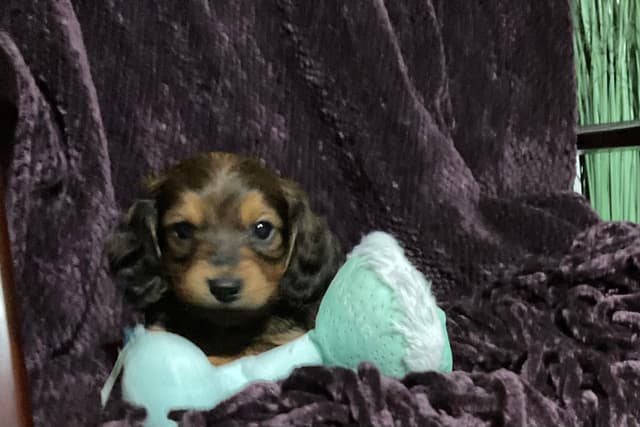Miniature Dachshund Puppies media 3