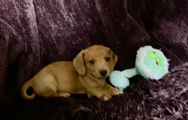 Miniature Dachshund Puppies media 7