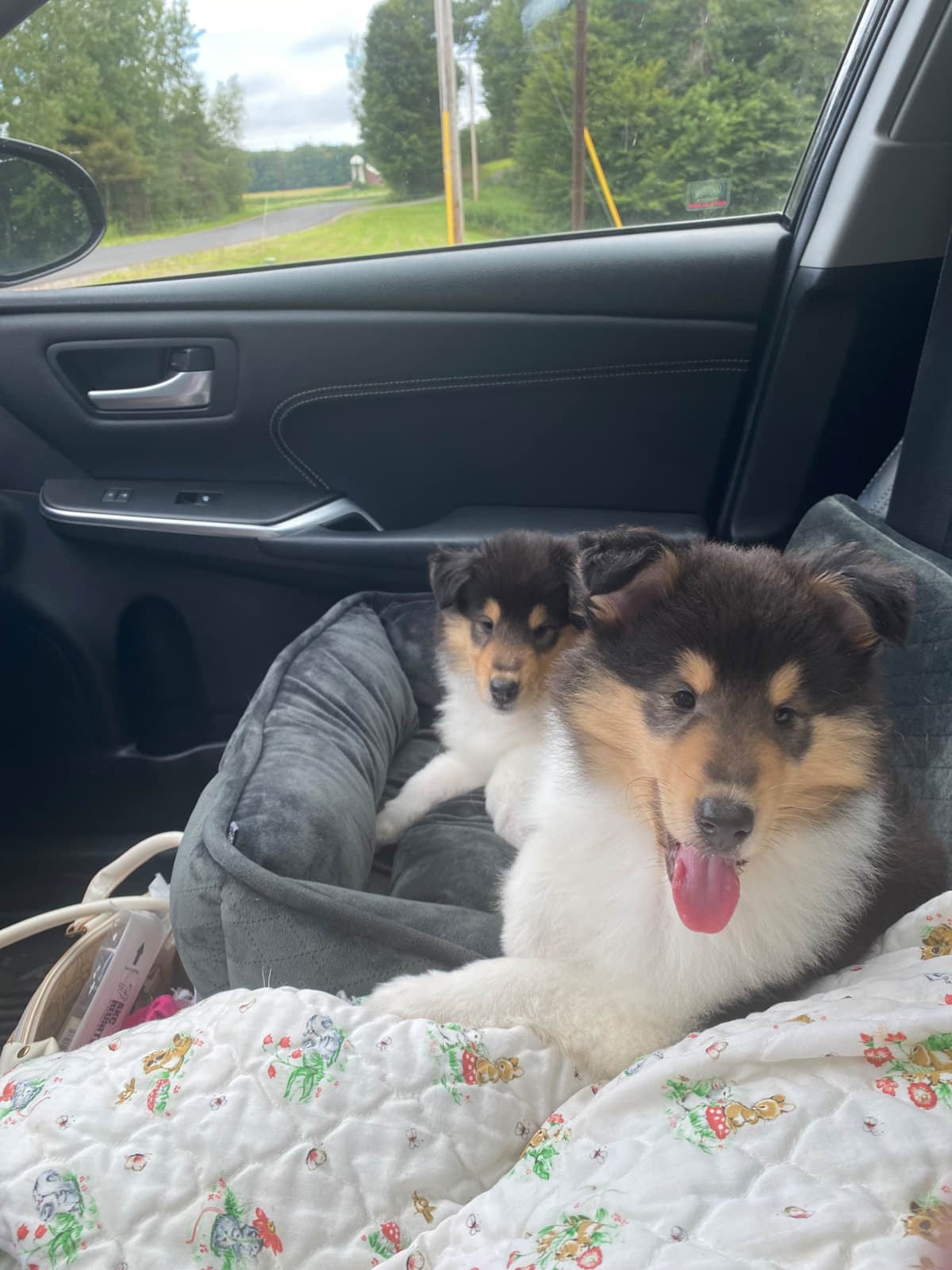 Papillon Puppies breeder image 4